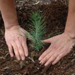 pine seedling